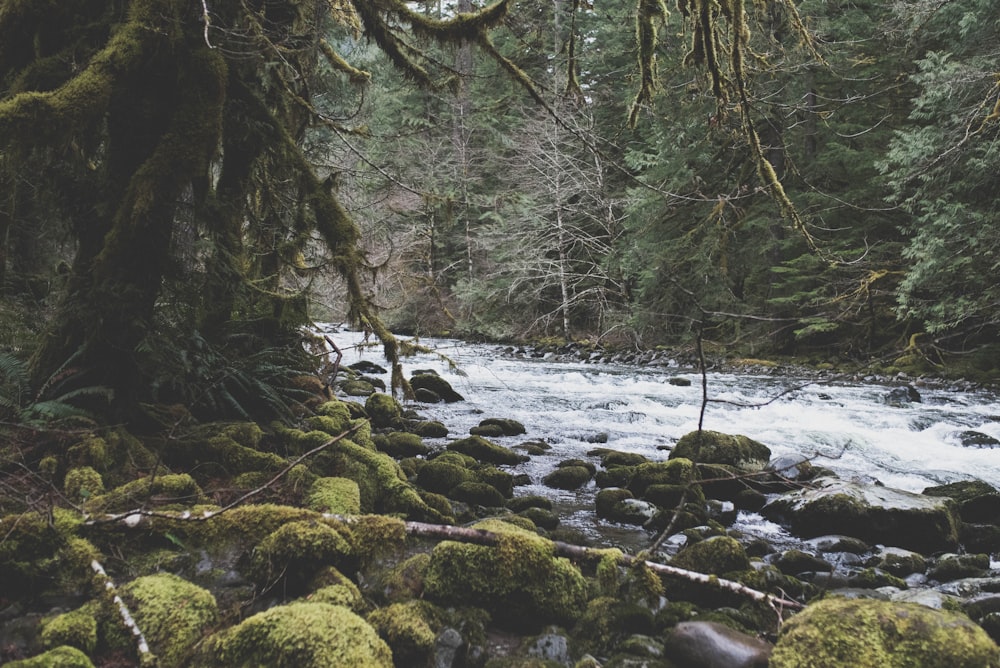 river in the middle of forest