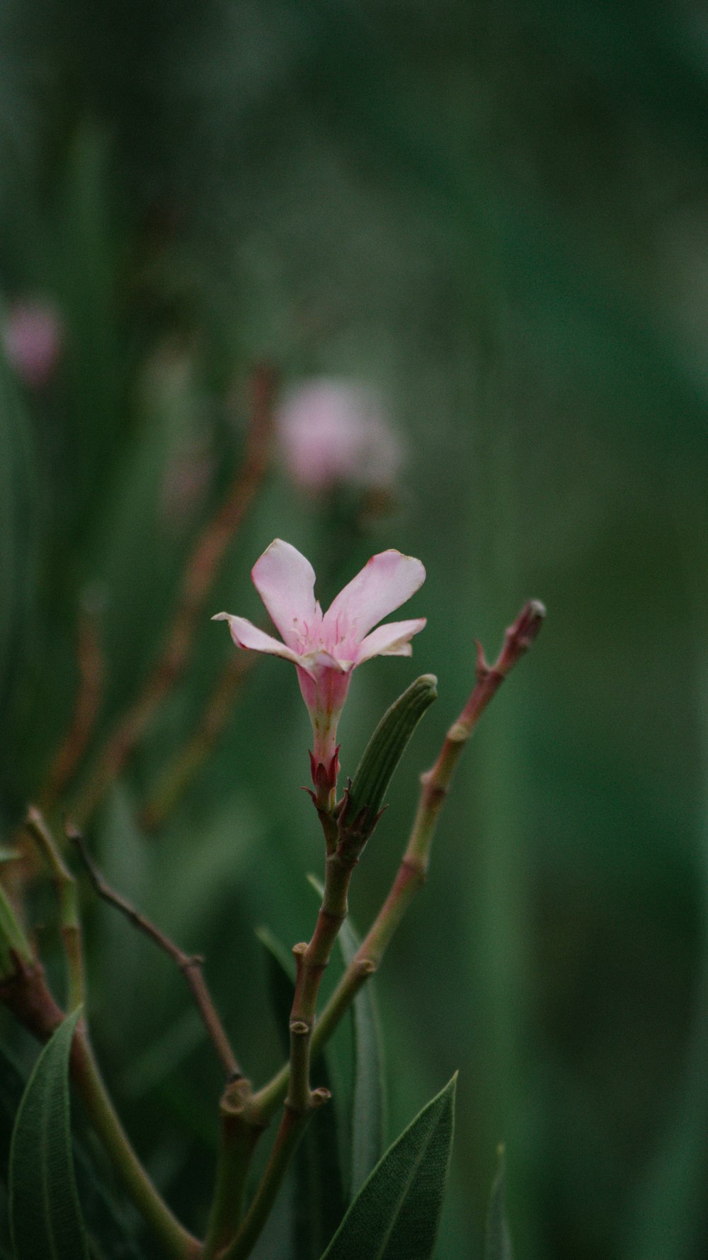 Flor blanca y rosa en lente de cambio de inclinación