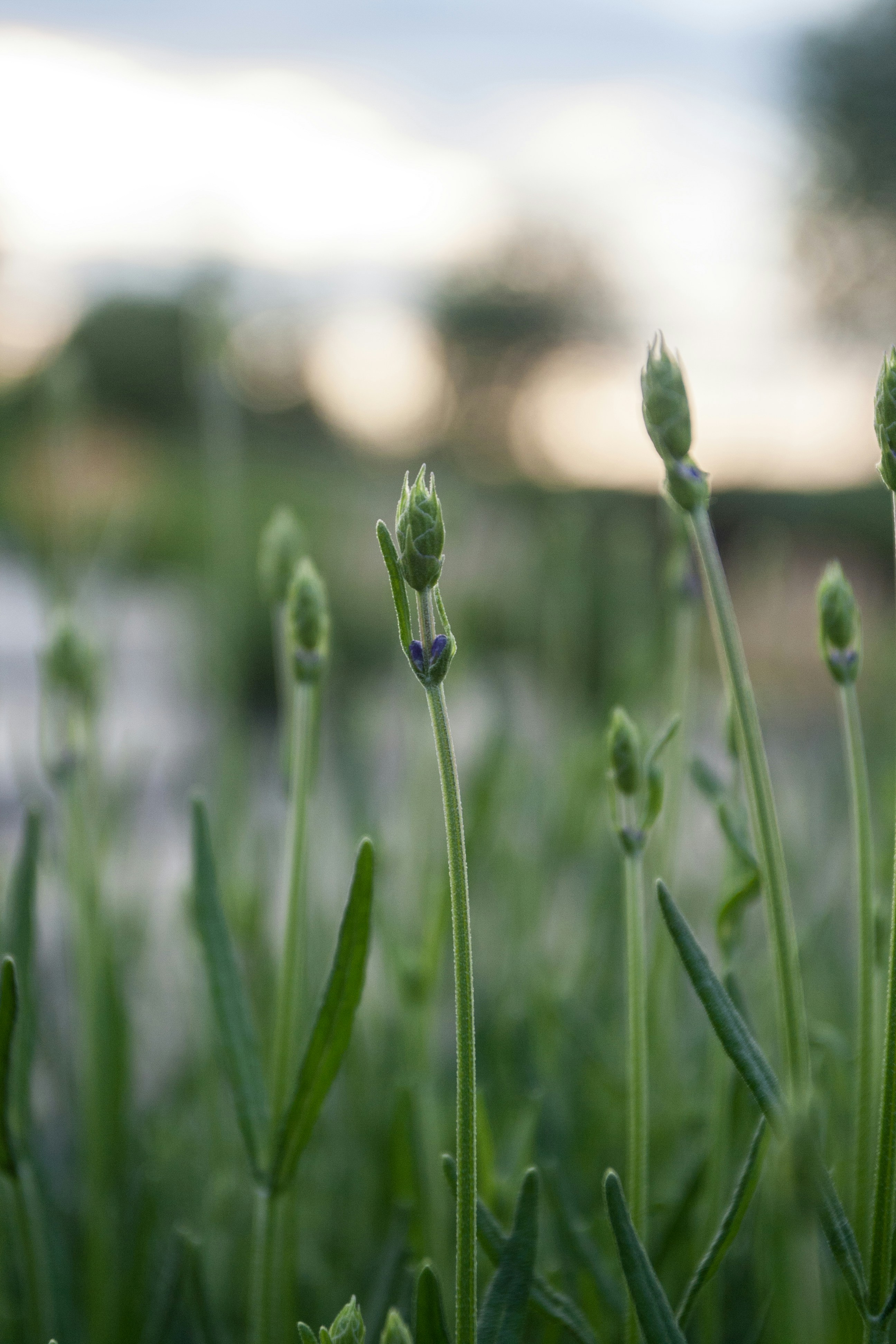 green grass in tilt shift lens