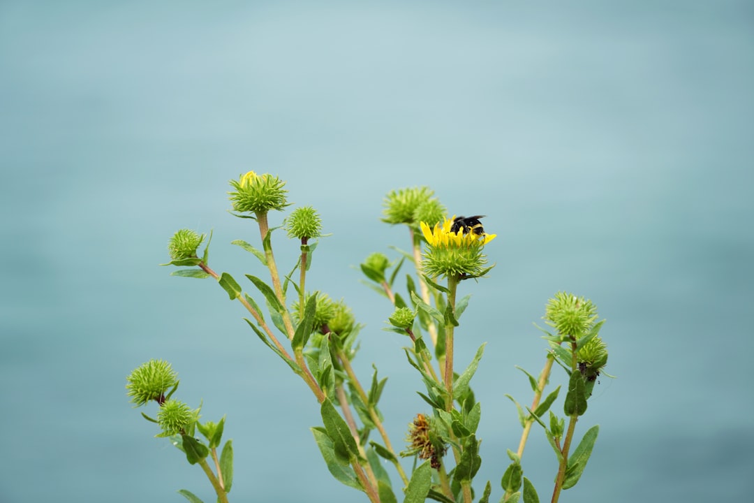 yellow and black bee on yellow flower