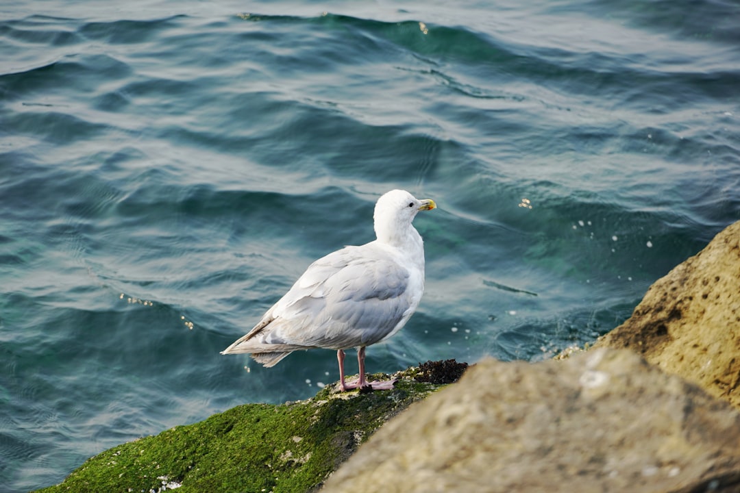 white bird on gray rock near body of water during daytime