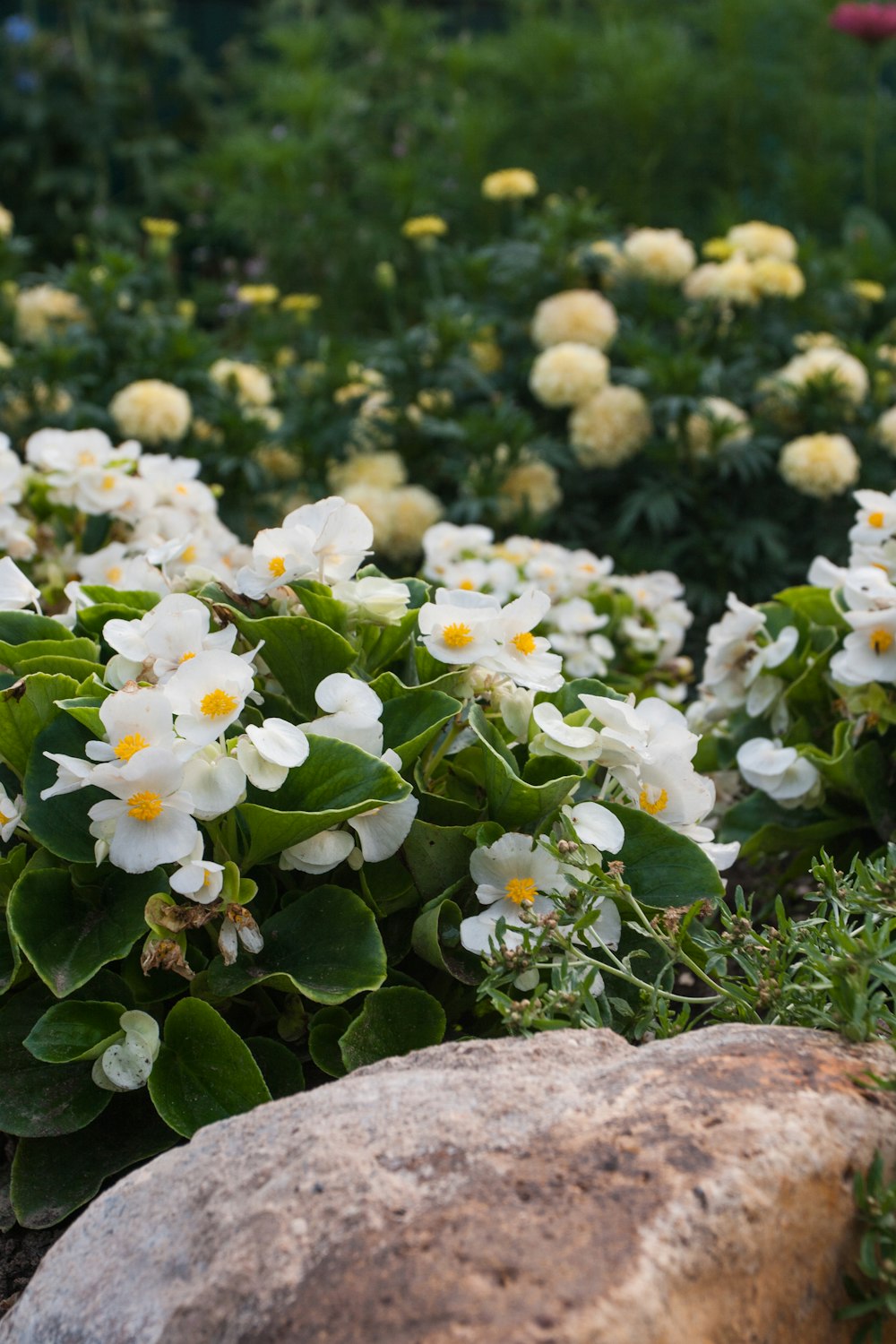 white flowers on gray rock