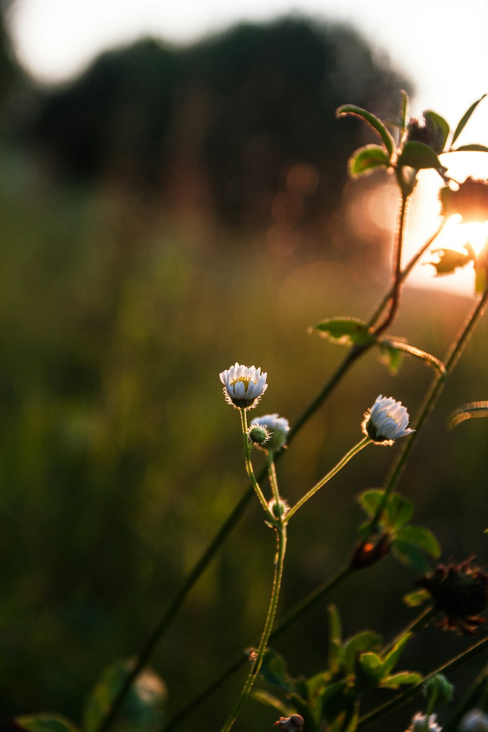 blue flower in tilt shift lens