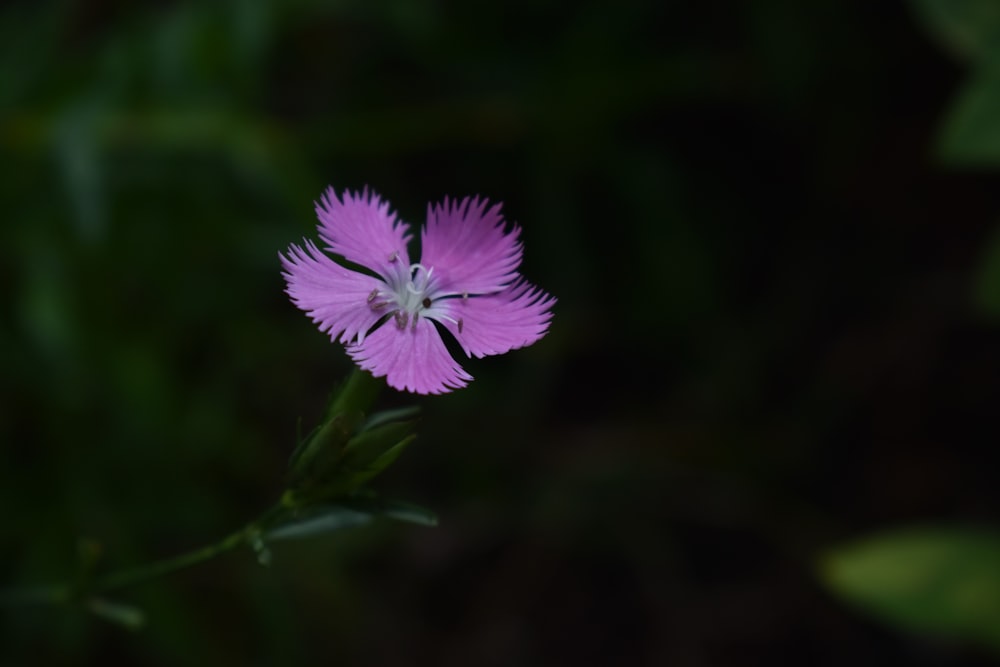 purple flower in tilt shift lens