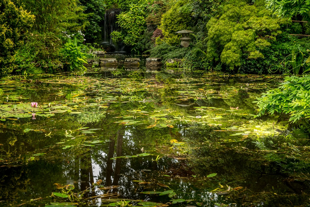 green trees beside river during daytime