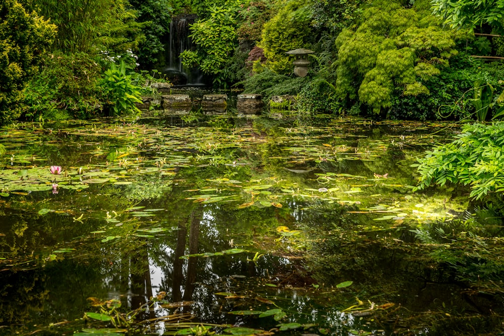 Grüne Bäume am Fluss während des Tages