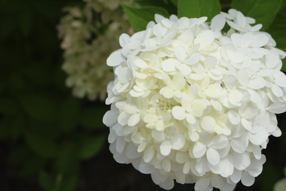 white flower in macro shot