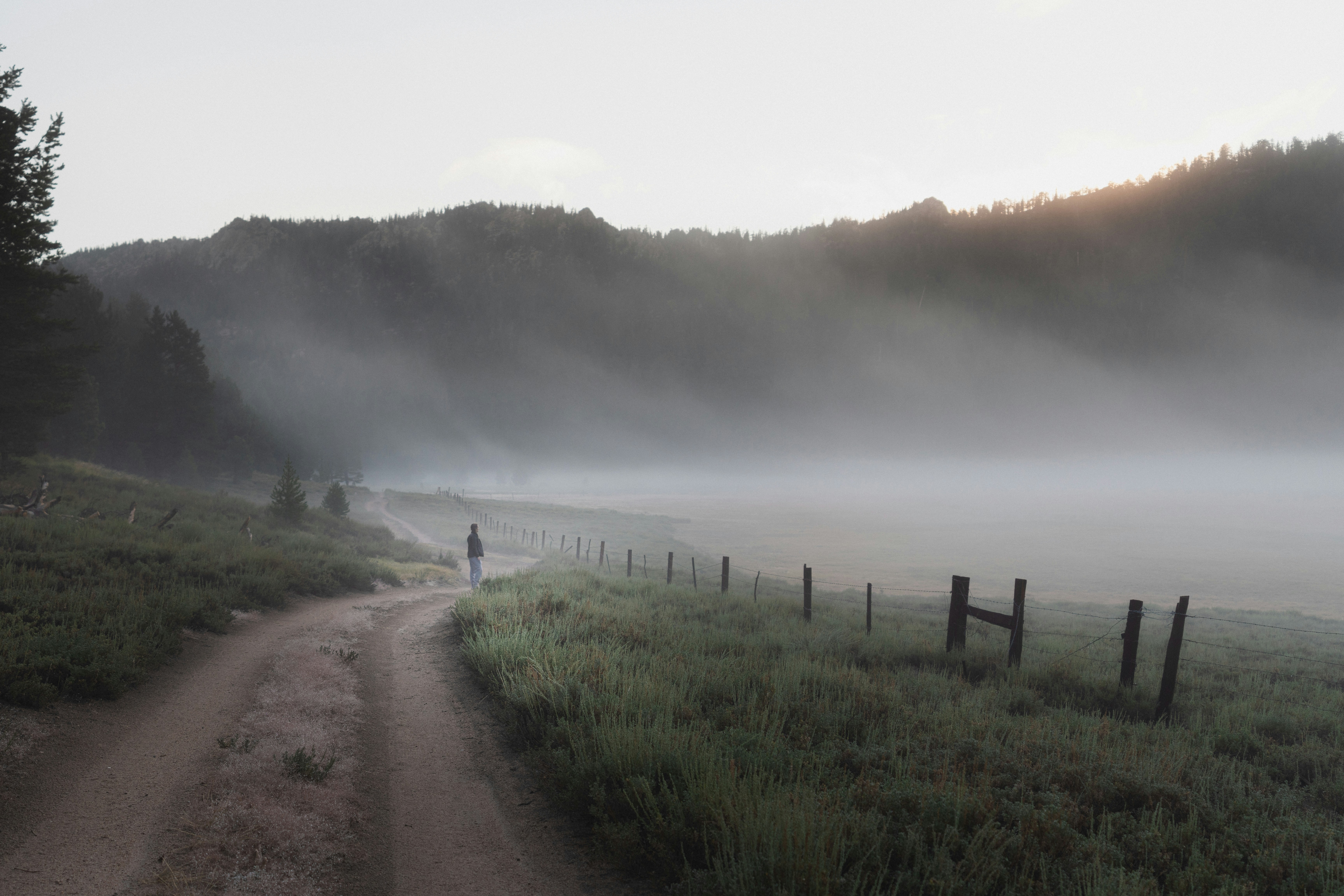 misty morning meadow at sequoia national forest