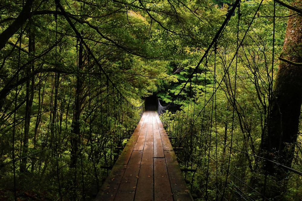 brown wooden bridge in the middle of green trees