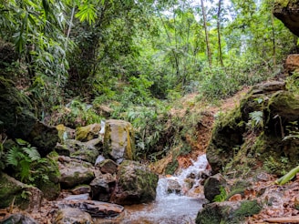 A lush forest with diverse plants and a clear stream flowing through.