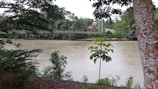 A team of engineers examining a river restoration site surrounded by lush greenery.