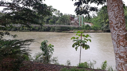 A team of engineers examining a river restoration site surrounded by lush greenery.