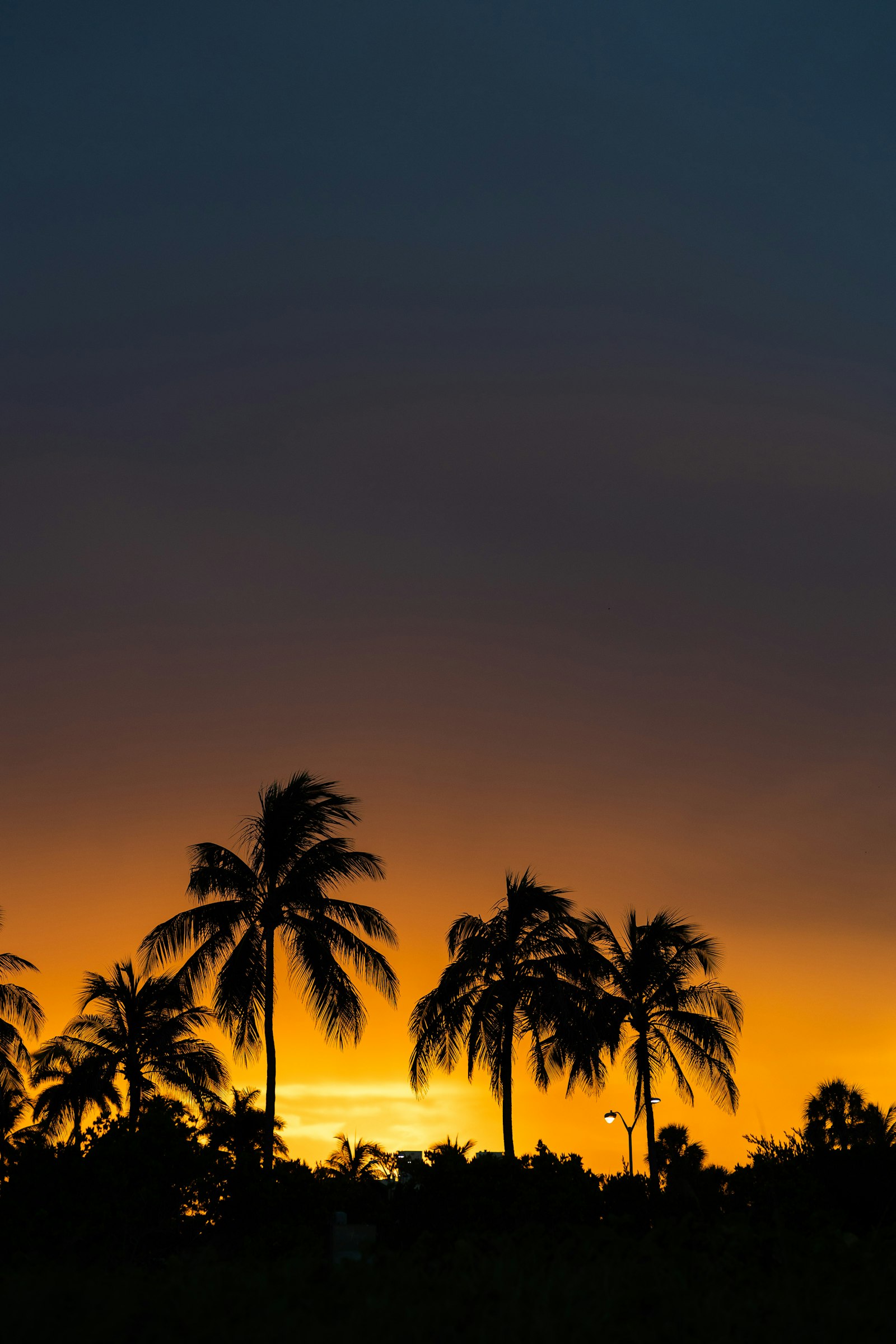 A palm tree under a warm golden South Florida sky