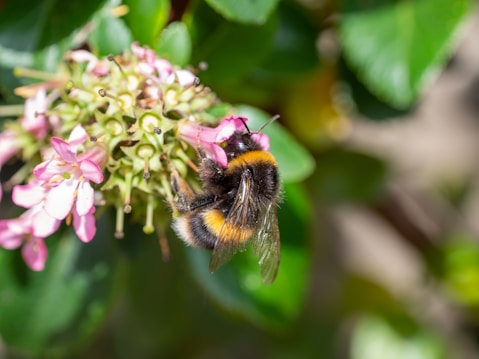 A bumblebee is perched on a cluster of small pink flowers, gathering nectar. The bee's fuzzy body features black and yellow stripes, and its wings are partially visible. Surrounding the bee and flowers, lush green leaves create a vibrant background.