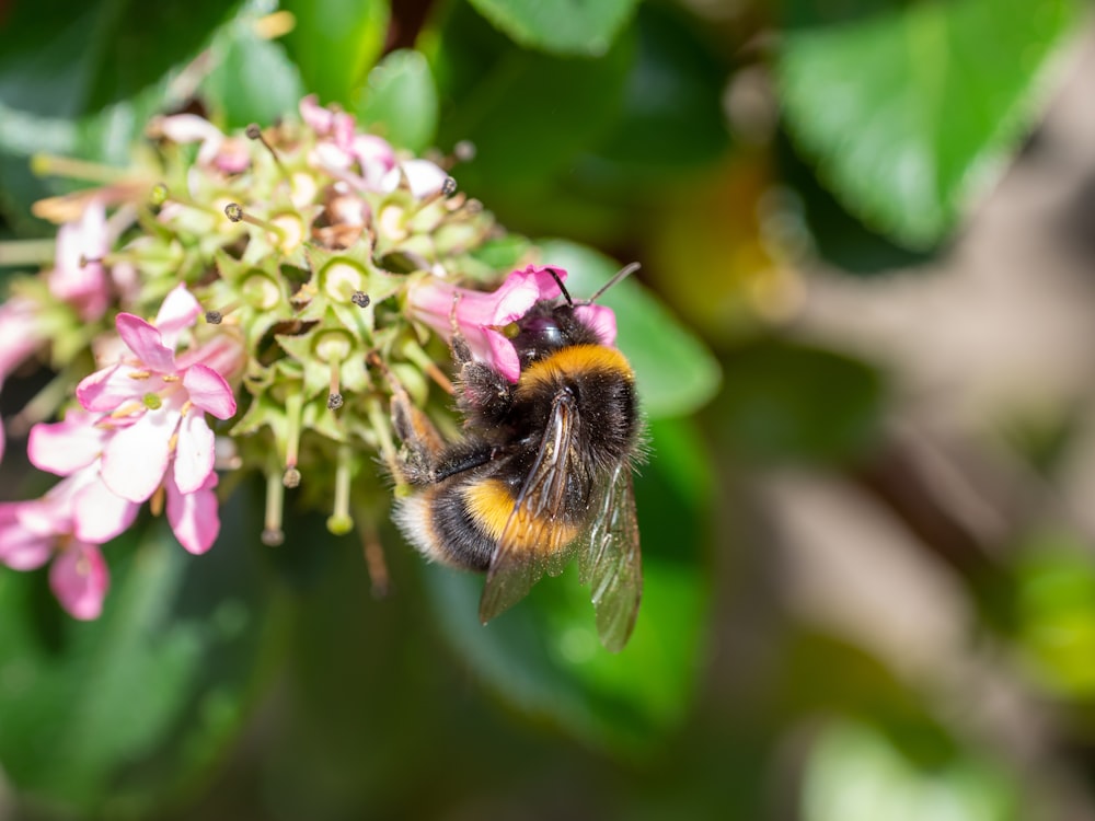 black and yellow bee on pink flower