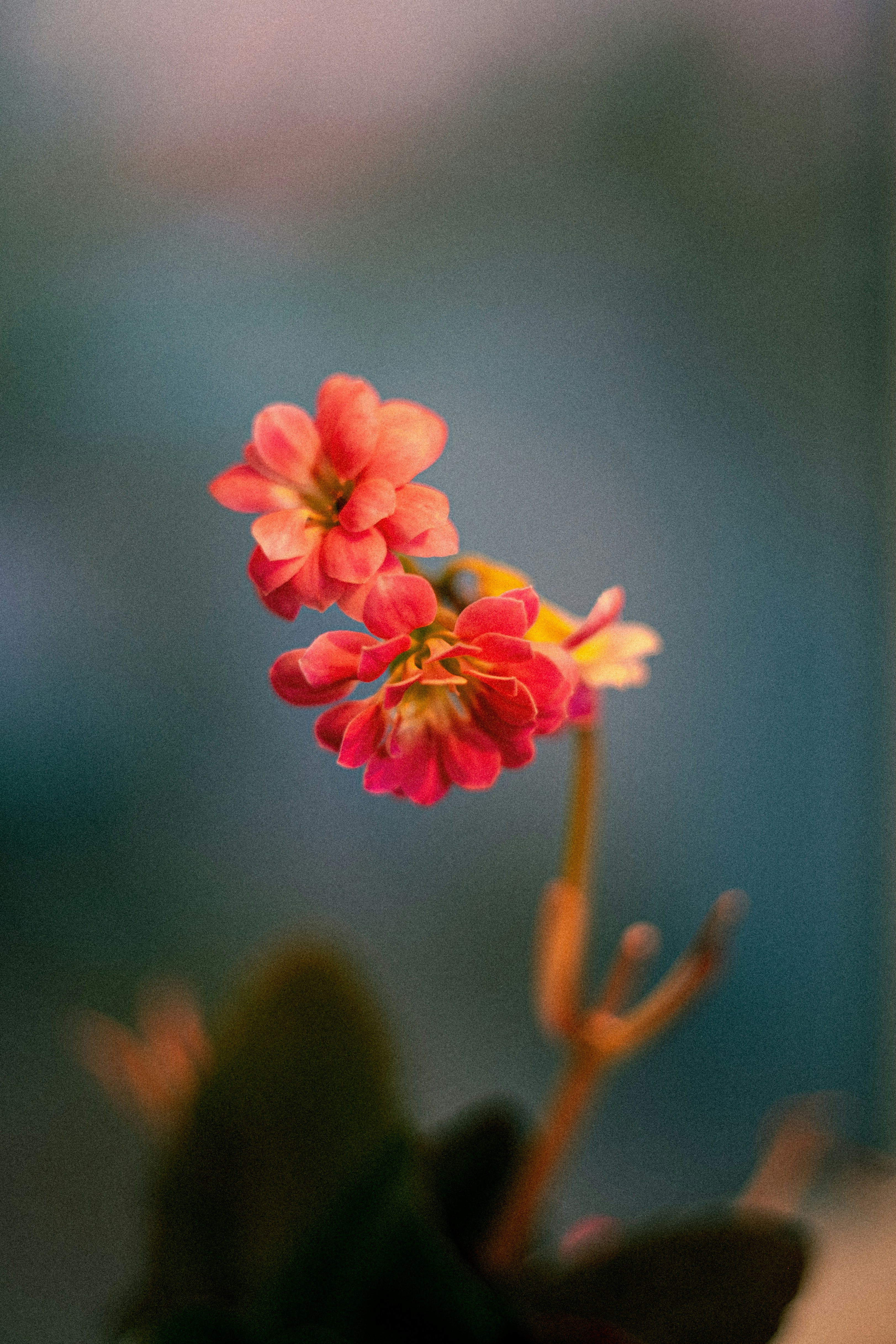 pink flower in tilt shift lens