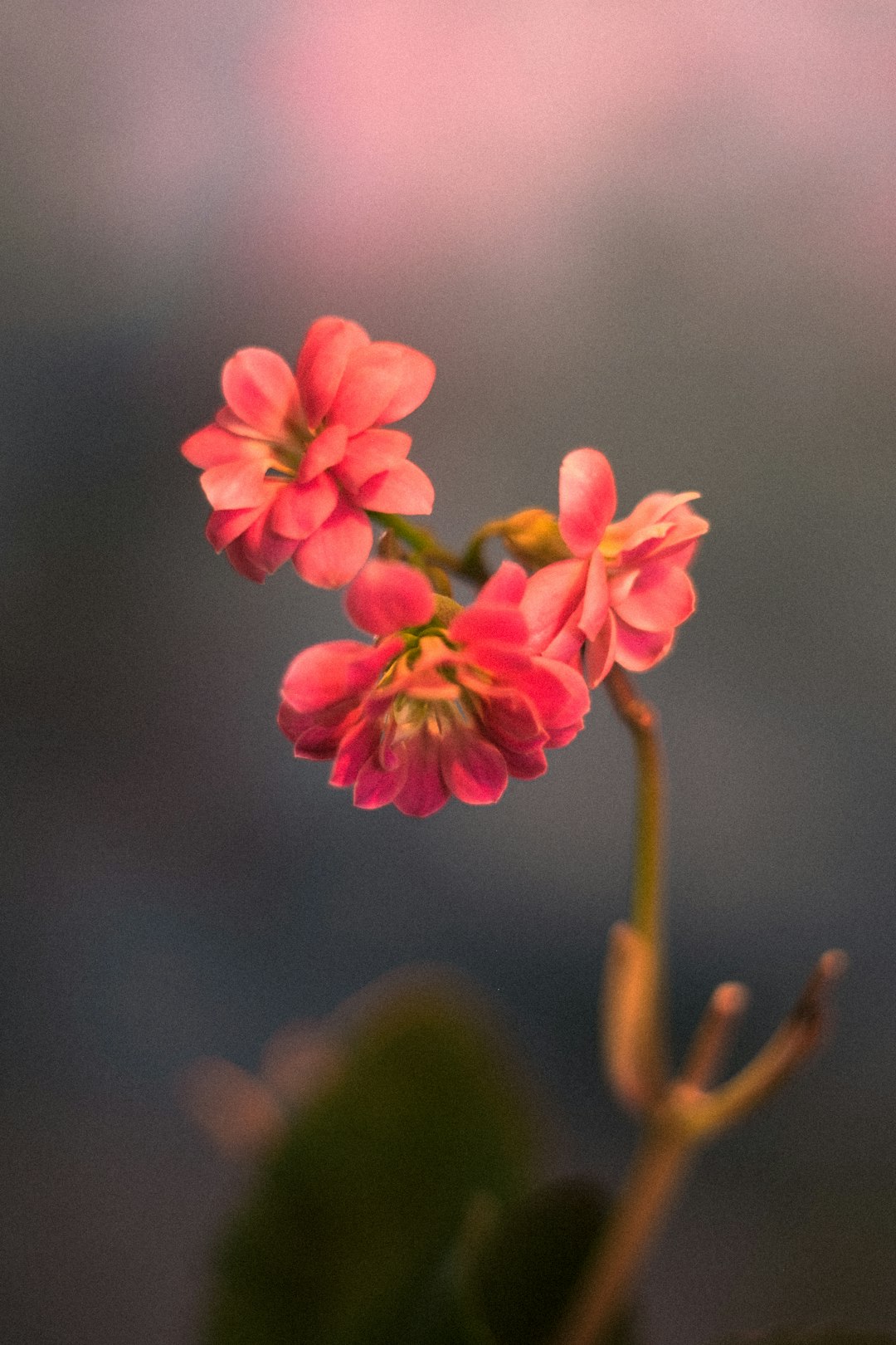 pink flower in tilt shift lens