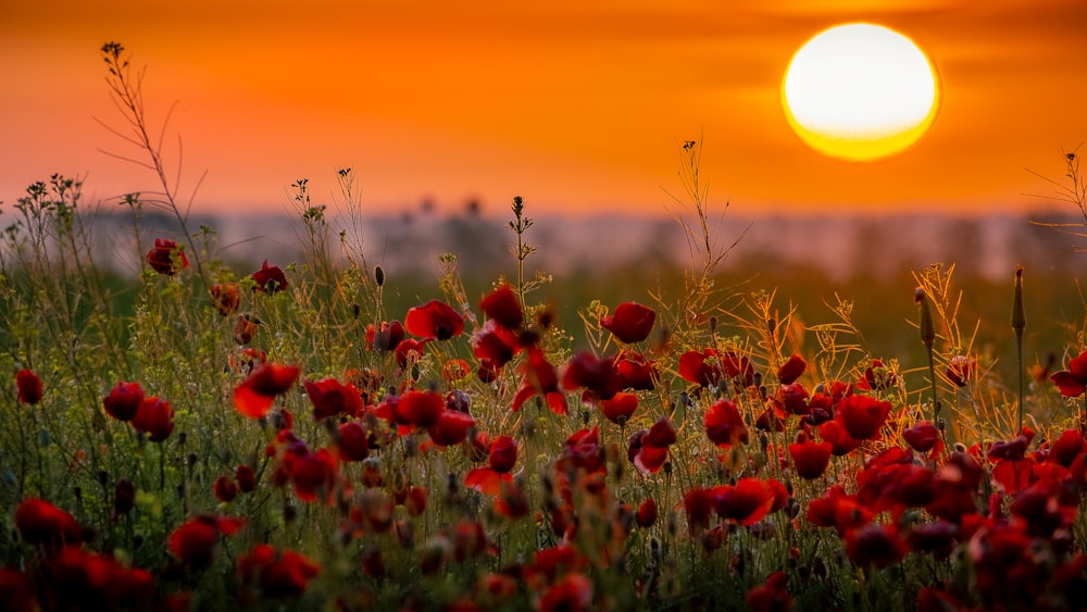 champ de fleurs rouges au coucher du soleil