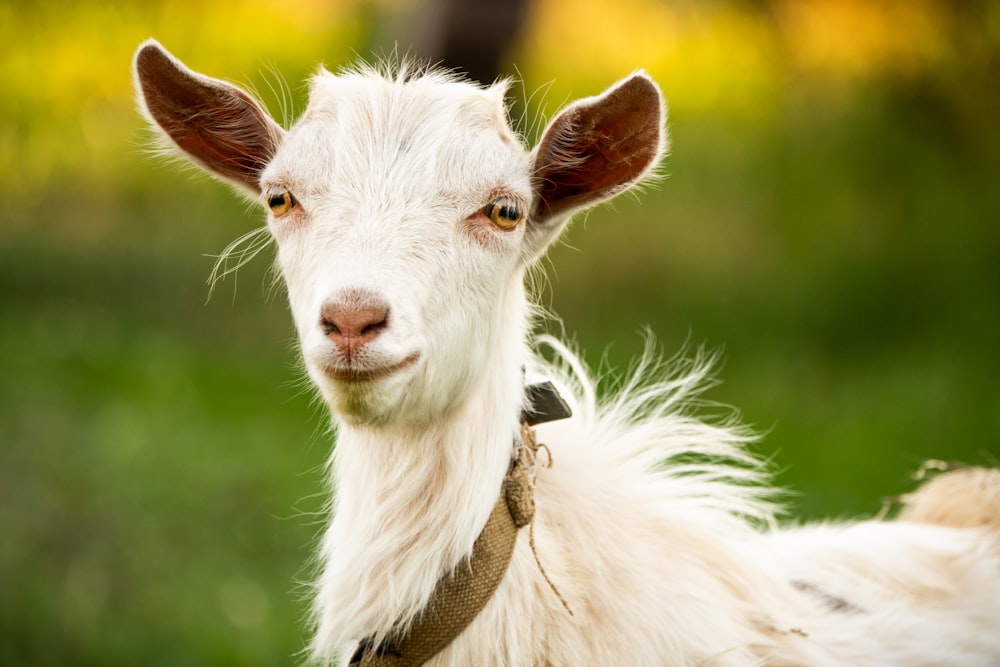 white and brown animal head