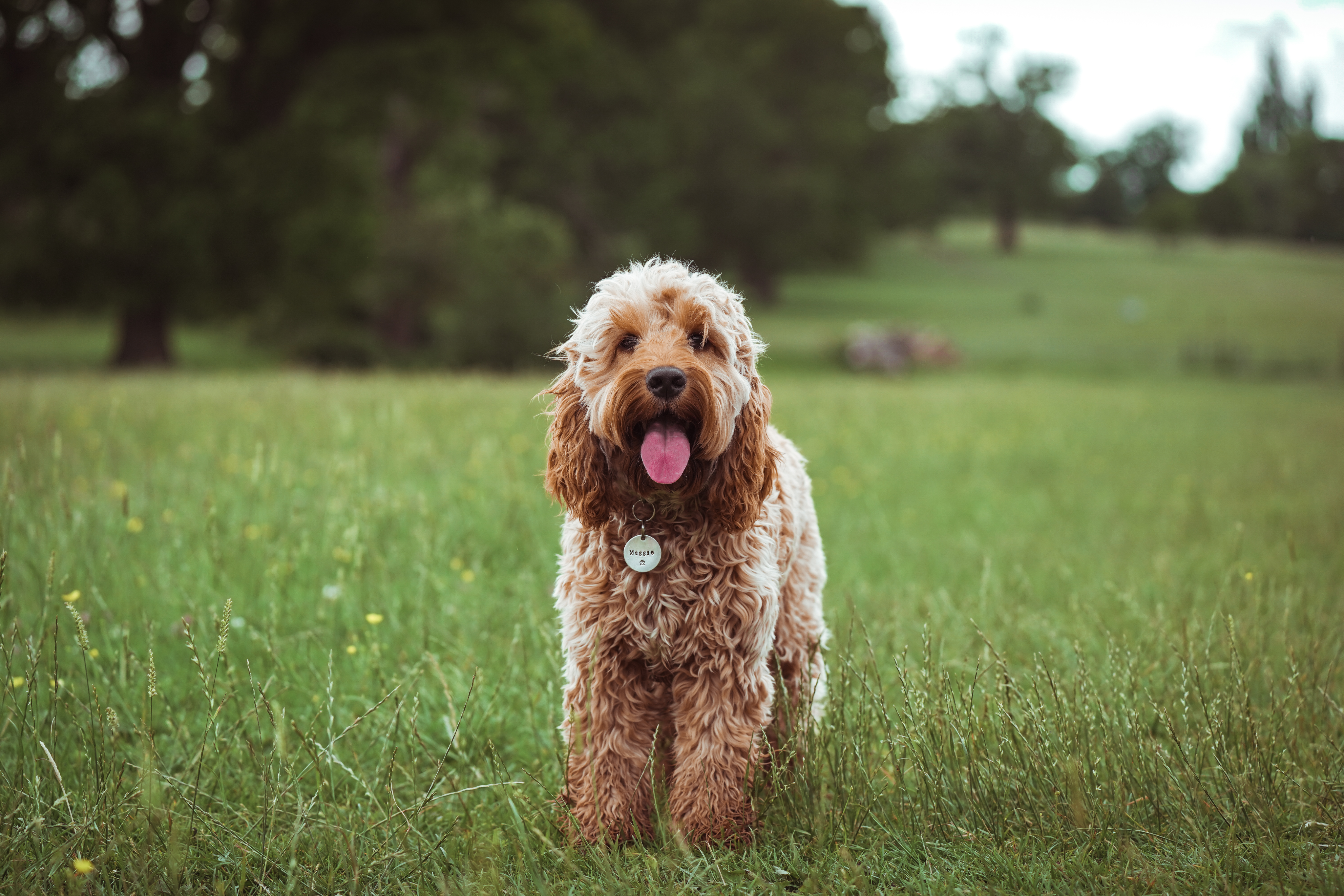 cockapoo in grass field