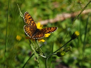 brown and black butterfly on yellow flower