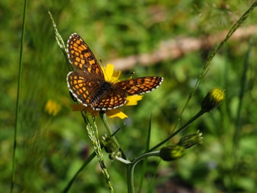 brown and black butterfly on yellow flower