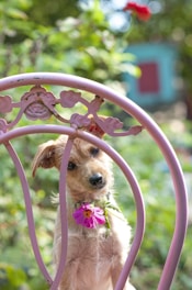 brown long coated small dog on pink metal chair