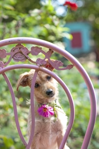 brown long coated small dog on pink metal chair