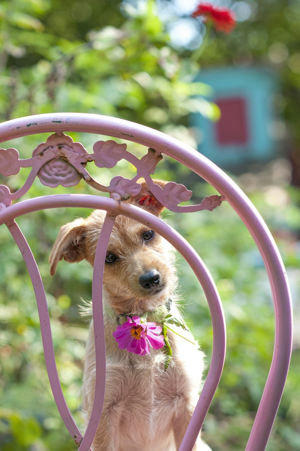 brown long coated small dog on pink metal chair