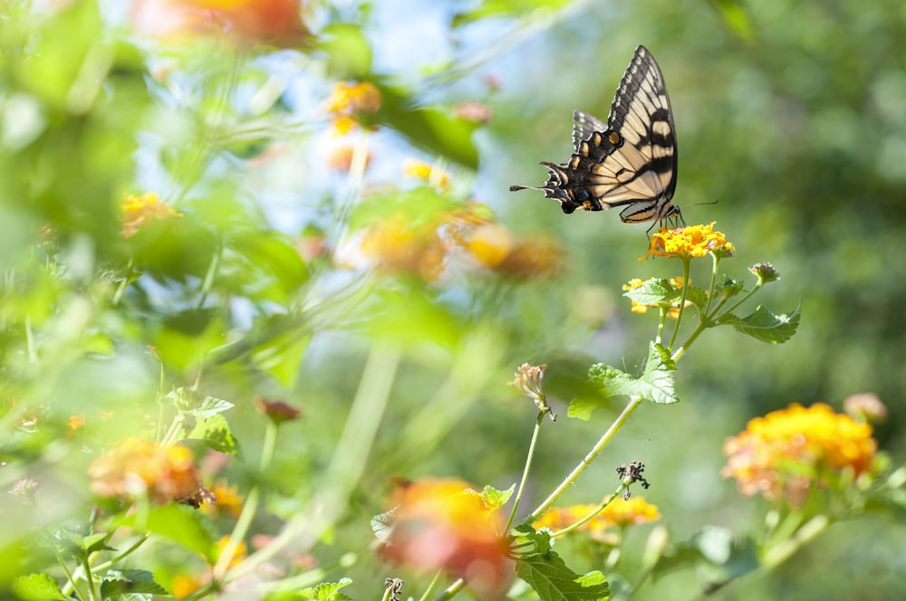 black and white butterfly perched on yellow flower during daytime