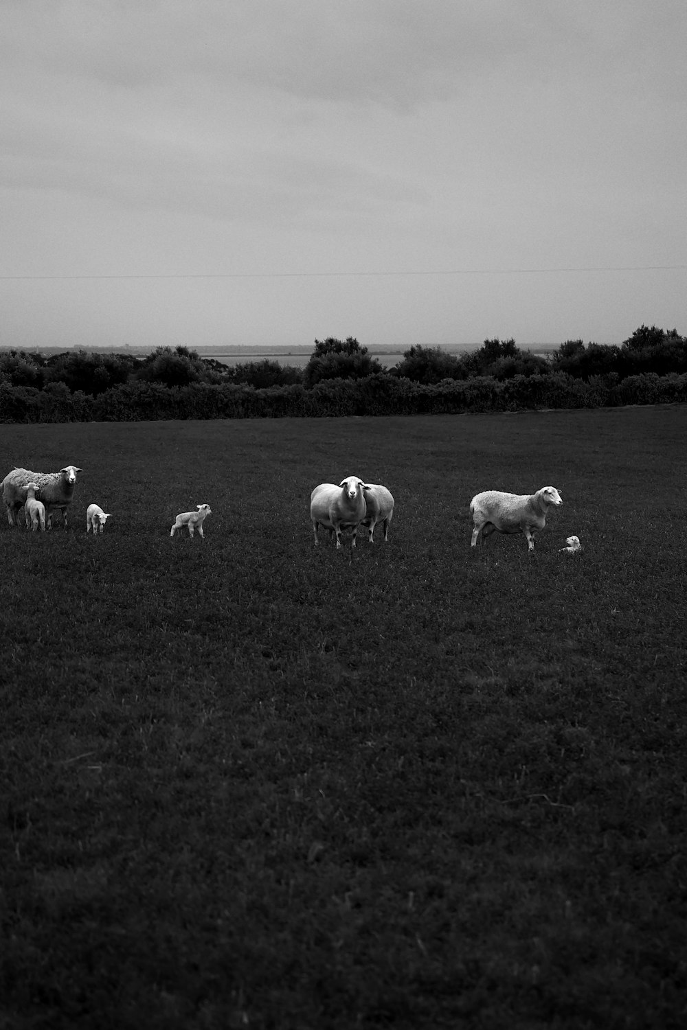 herd of sheep on green grass field during daytime