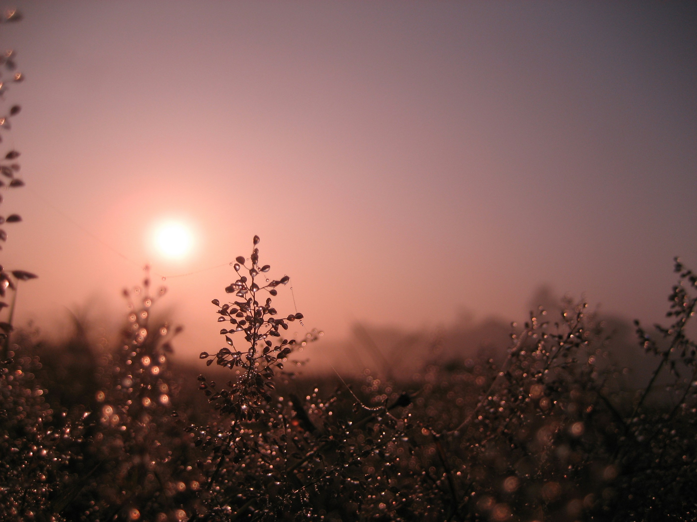 silhouette of plants during sunset