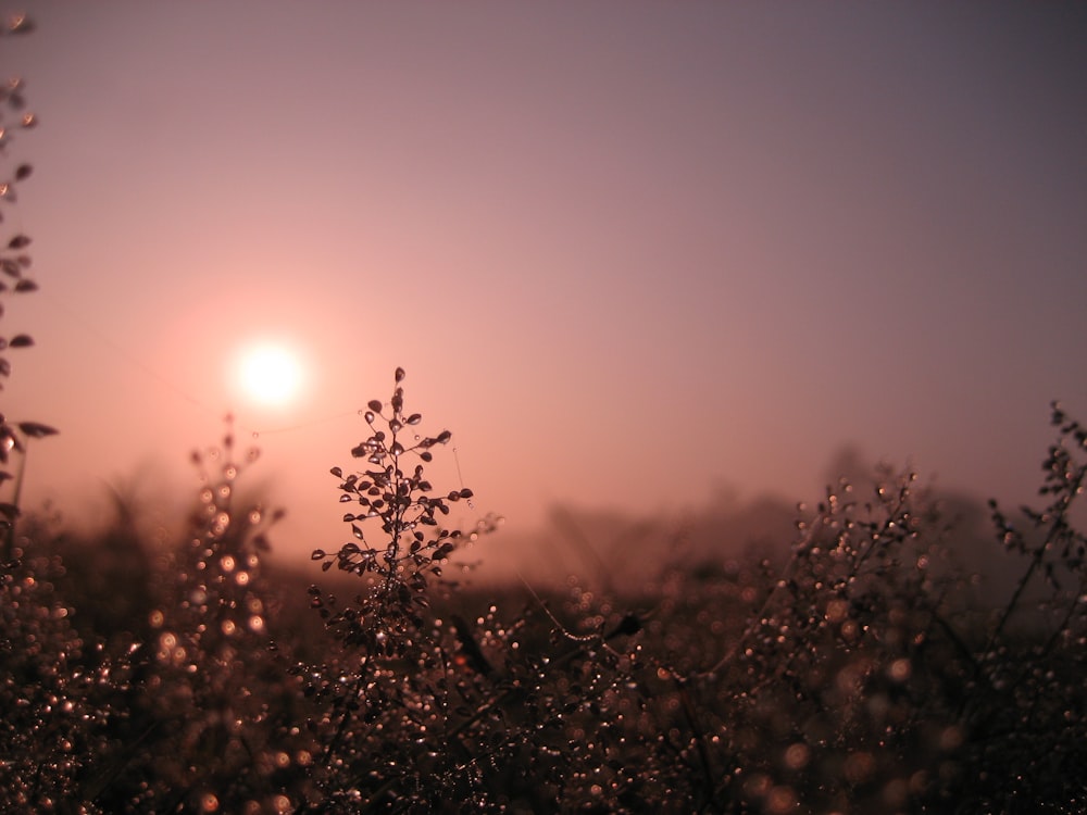 Silueta de plantas durante la puesta del sol