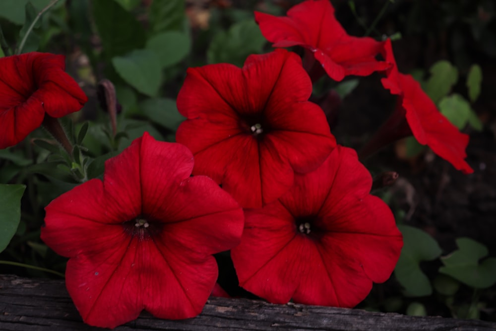 rote 5-blättrige Blume blüht tagsüber