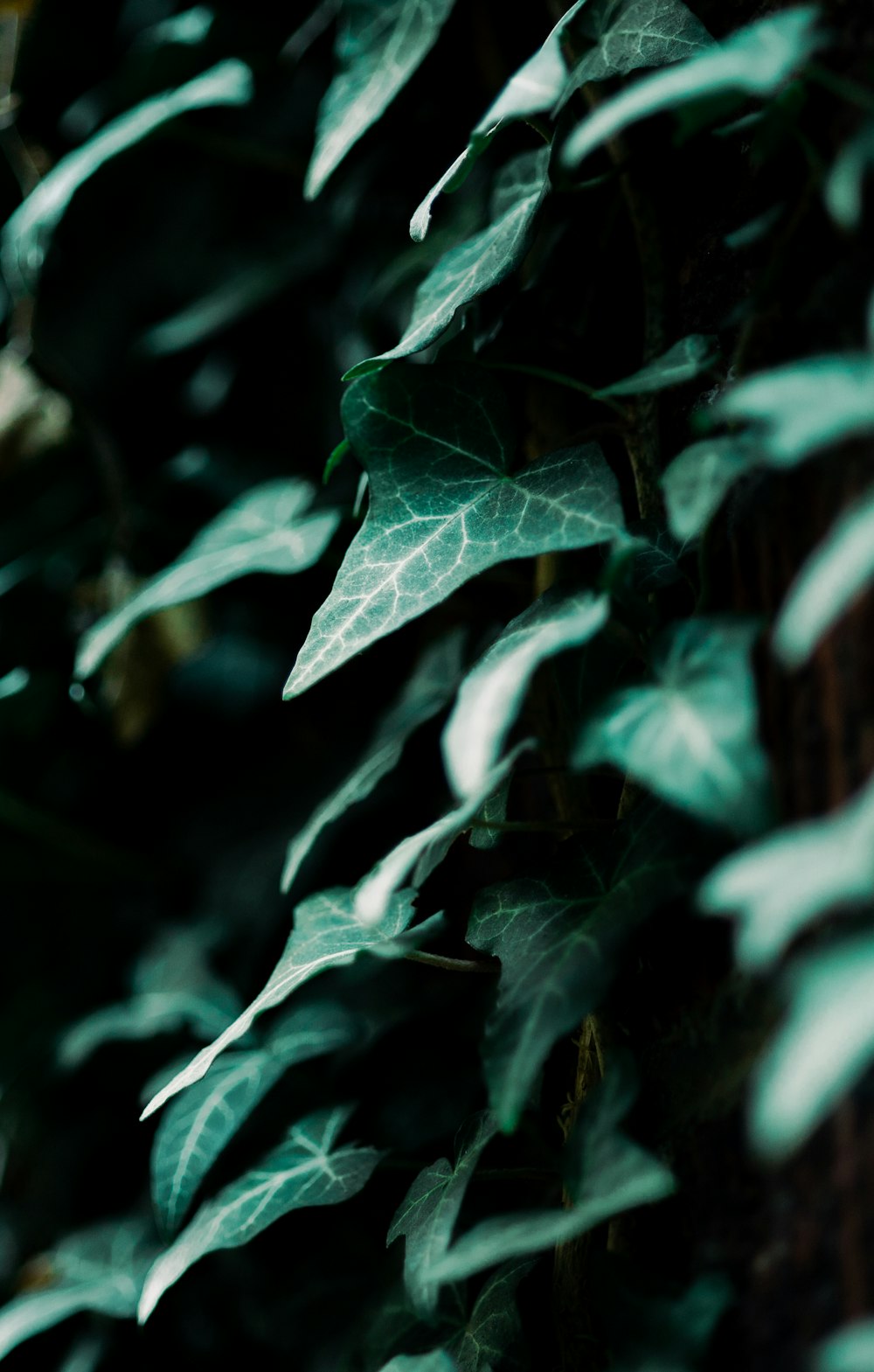 green leaf plant with water droplets