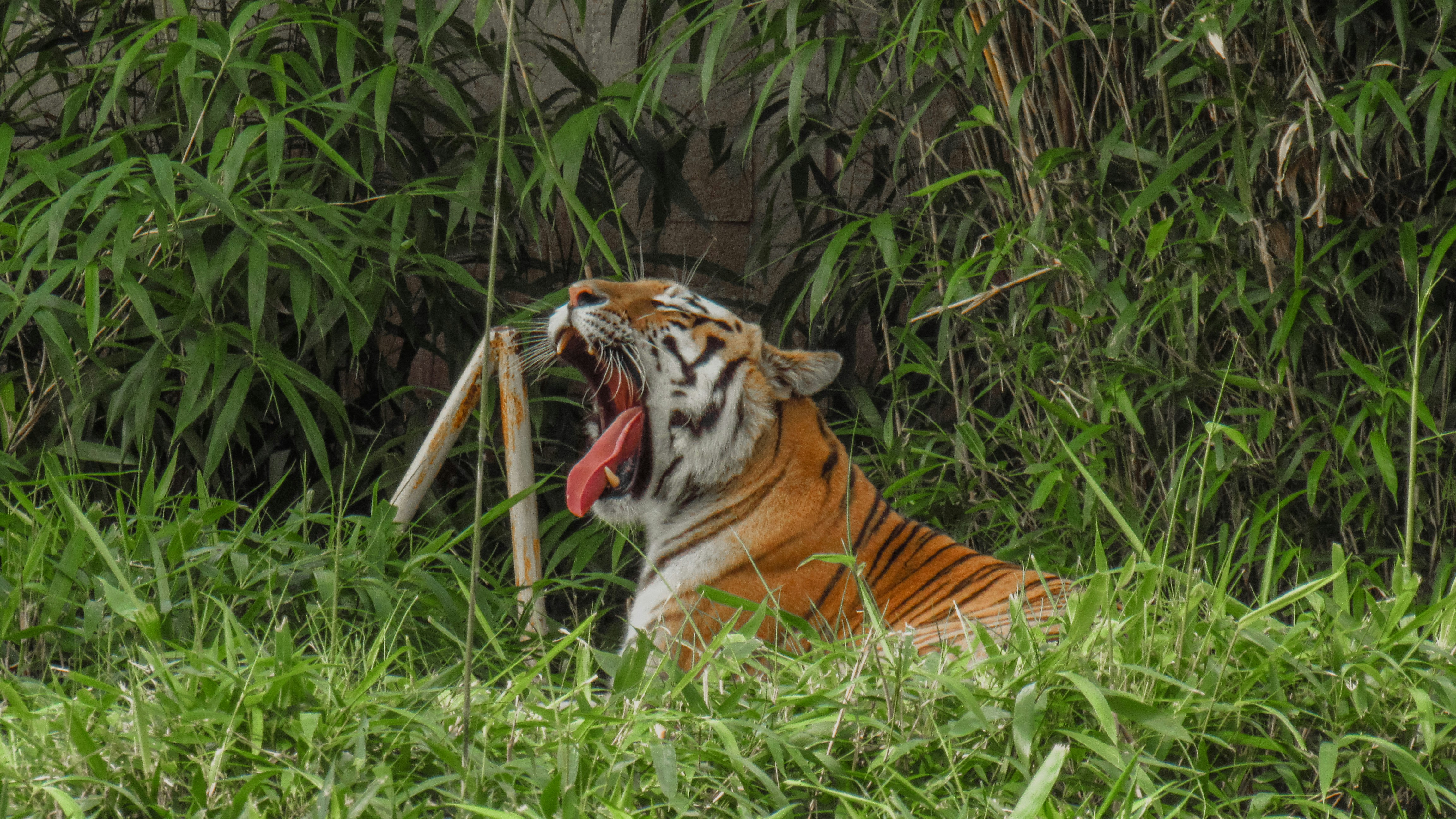 Tiger Talk: Stealthy Chuffing (image credits: unsplash)