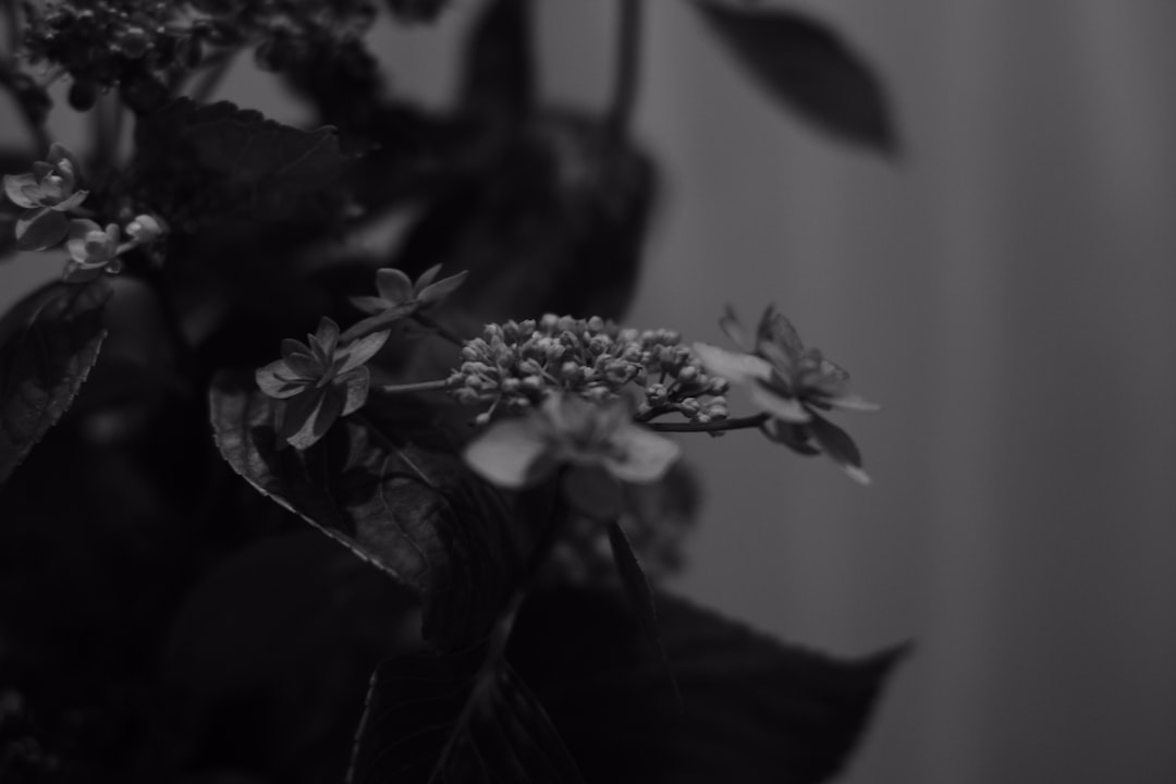 greyscale photo of flower in vase
