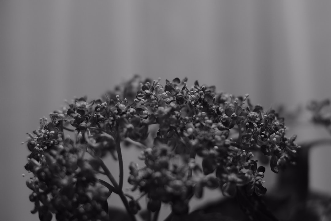 grayscale photo of flowers in vase