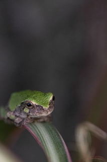 A detailed shot of a rare amphibian blending into its natural environment