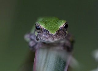 green frog on green leaf