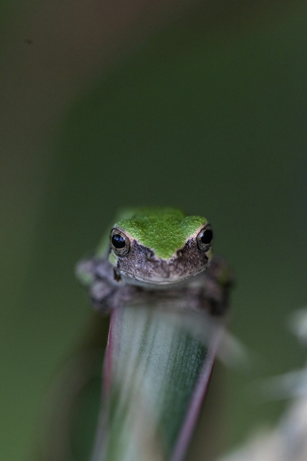 green frog on green leaf