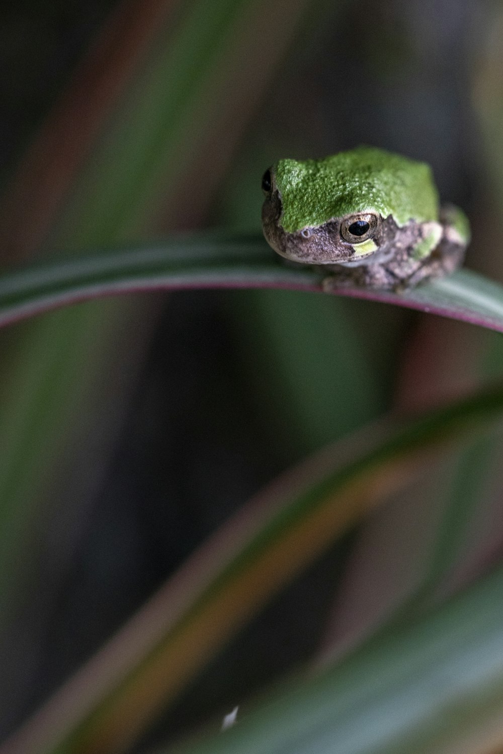 green frog on green plant