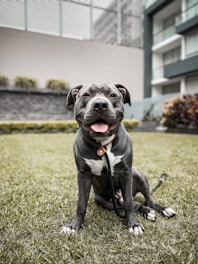 A happy dog sitting on a well-maintained grassy lawn, with an urban building in the background. The dog has a shiny, gray coat with a white patch on its chest and is wearing a collar. The backdrop includes neatly trimmed plants and modern architectural elements.