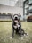 A happy dog sitting on a well-maintained grassy lawn, with an urban building in the background. The dog has a shiny, gray coat with a white patch on its chest and is wearing a collar. The backdrop includes neatly trimmed plants and modern architectural elements.
