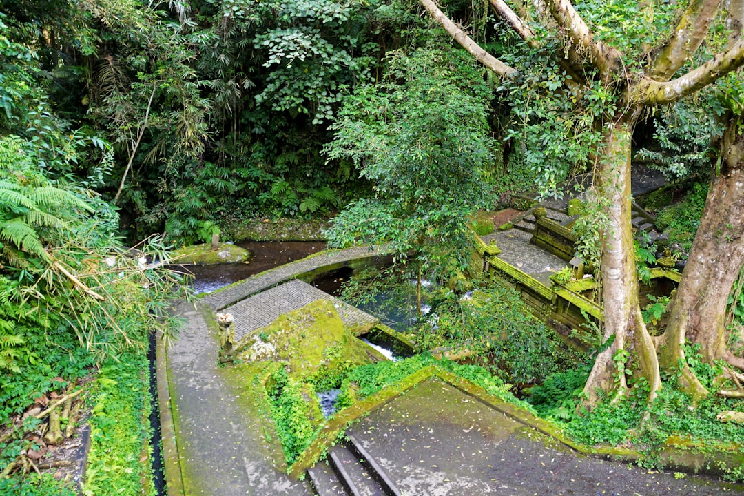 green trees beside gray concrete pathway