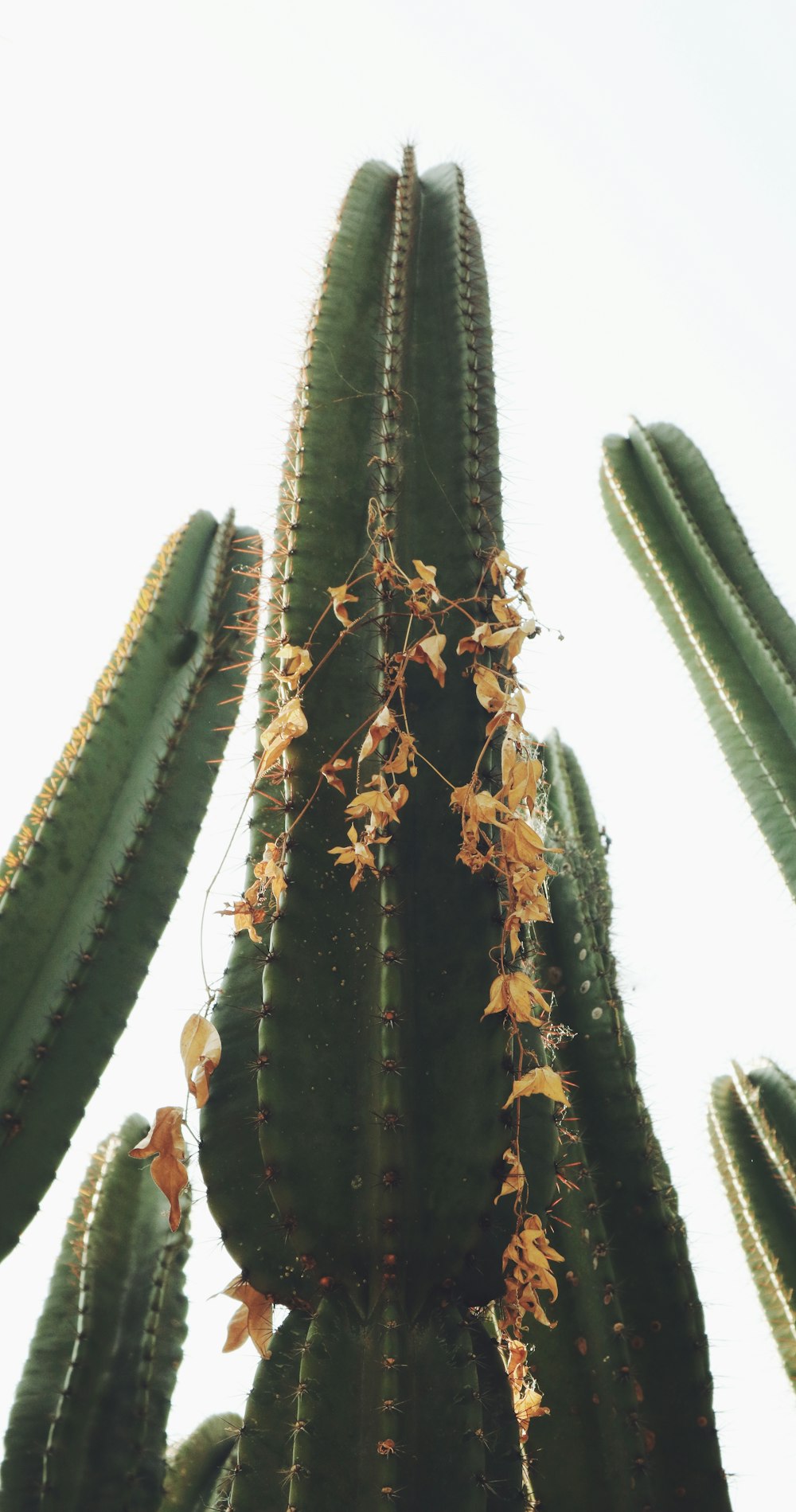 green cactus plant during daytime