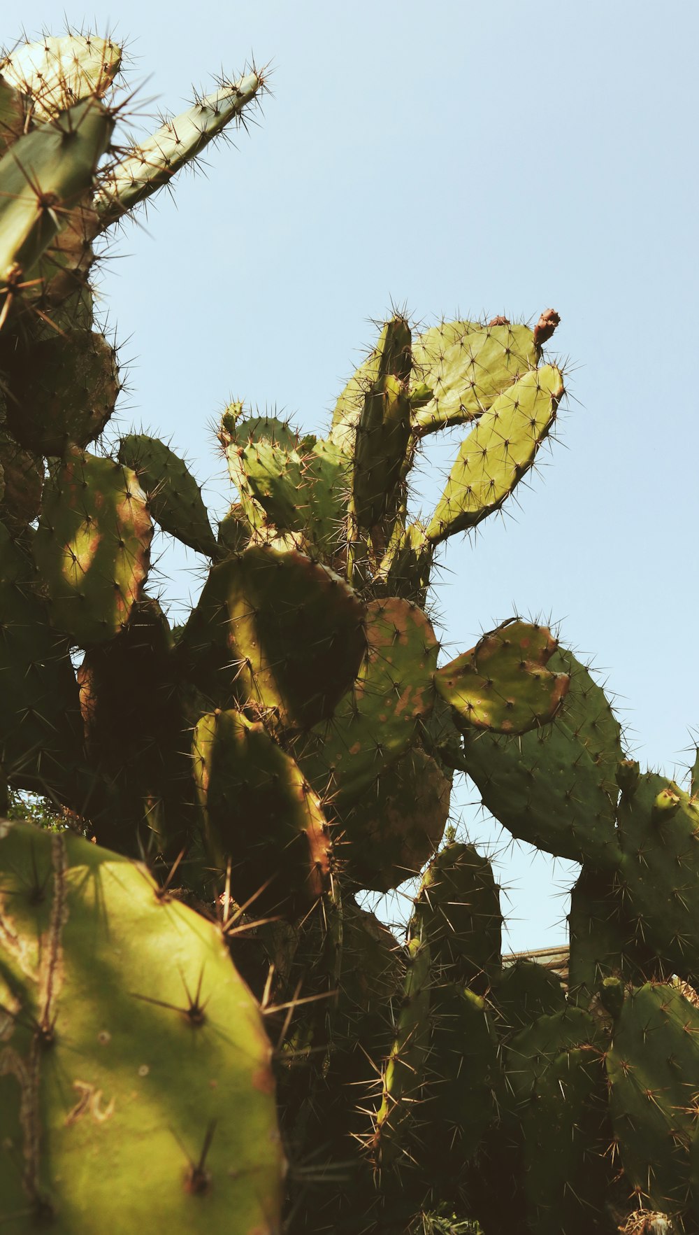 Planta de cactus verde durante el día