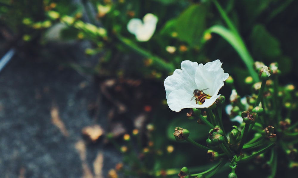 white flower in tilt shift lens