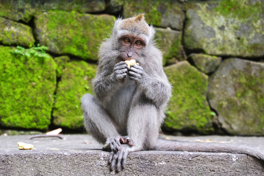 gray monkey on gray concrete pavement during daytime