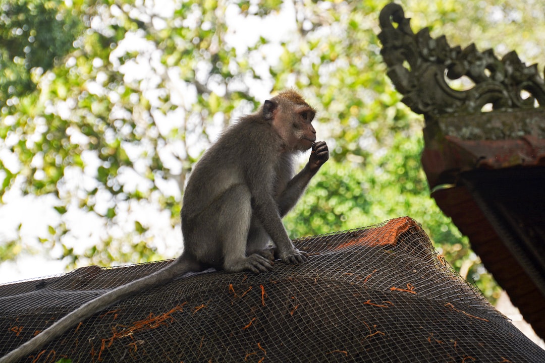 brown monkey sitting on brown and black roof during daytime